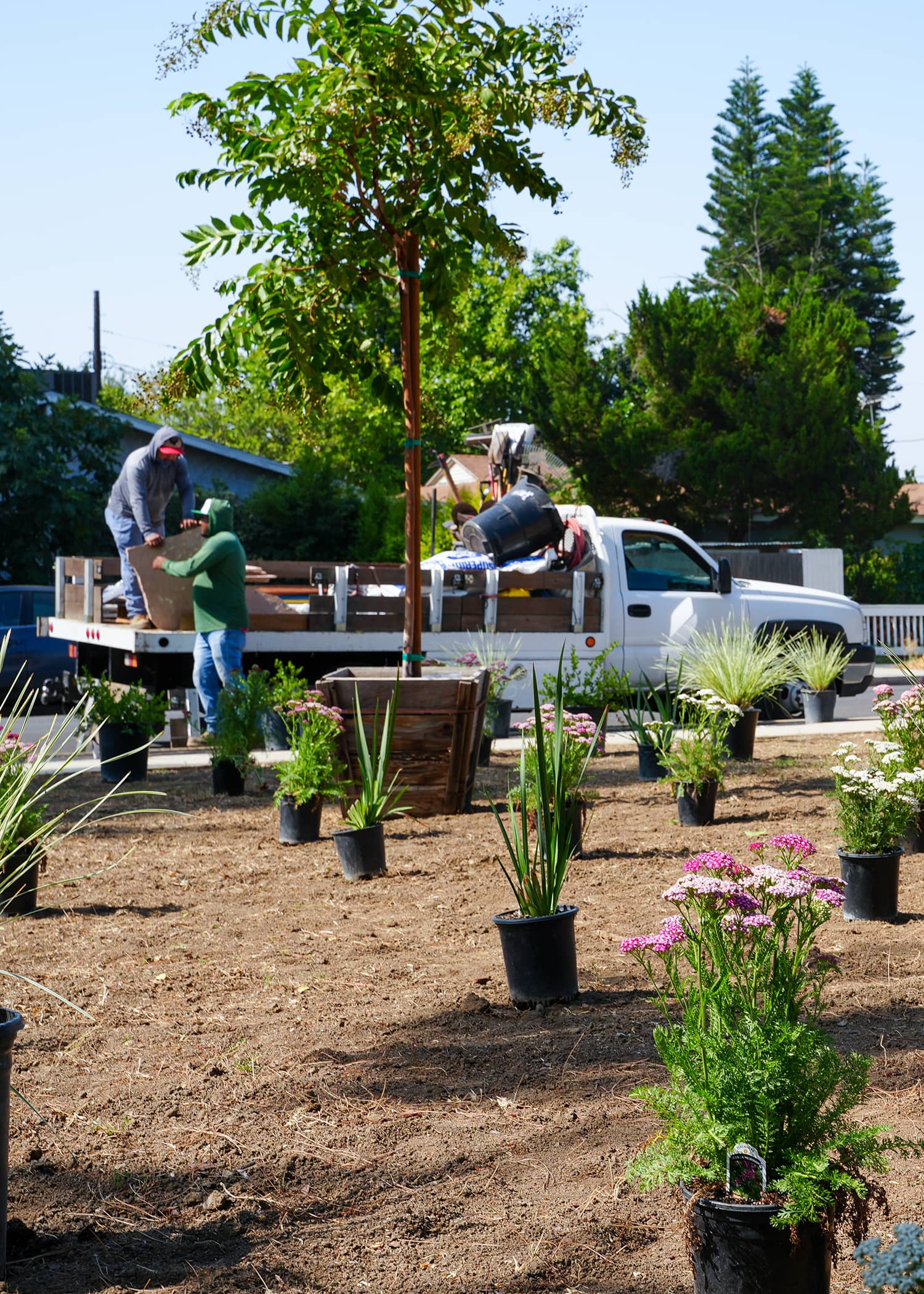 landscape design