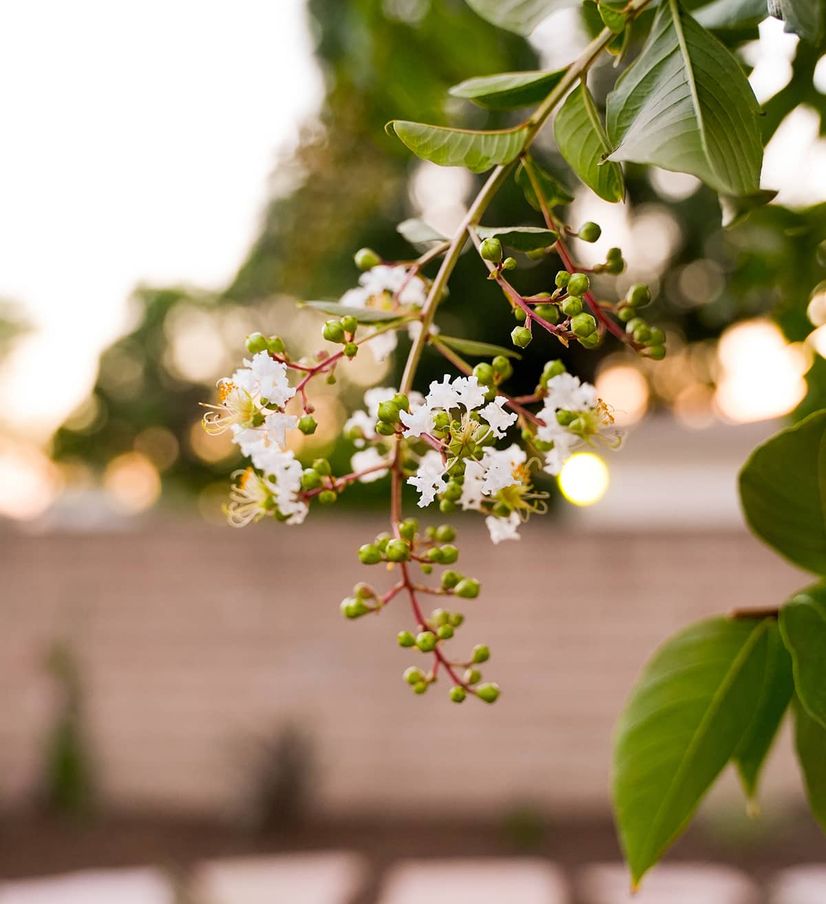 landscaping by barba