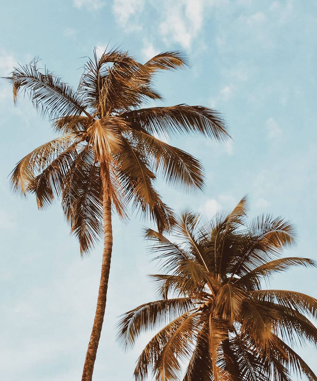 palm trees looking like they need to be trimmed